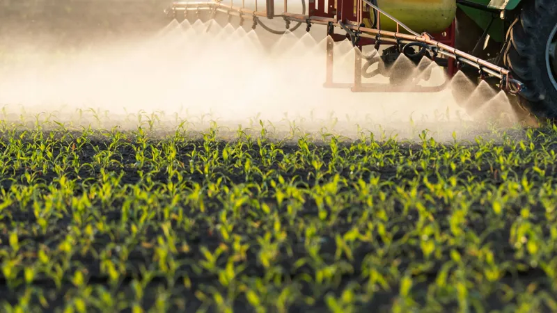 Agricultural crop field destroyed by improper pesticide application