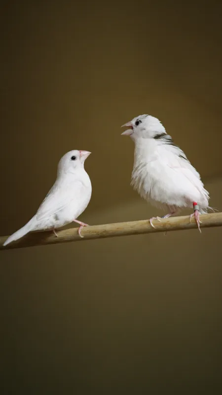Bengalese finch father teaching its son to sing, illustrating cultural transmission of birdsong patterns.