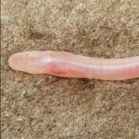 Specimen of the newly discovered subterranean earthworm eel Gangaichthys indonepalicus