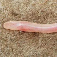 Specimen of the newly discovered subterranean earthworm eel Gangaichthys indonepalicus