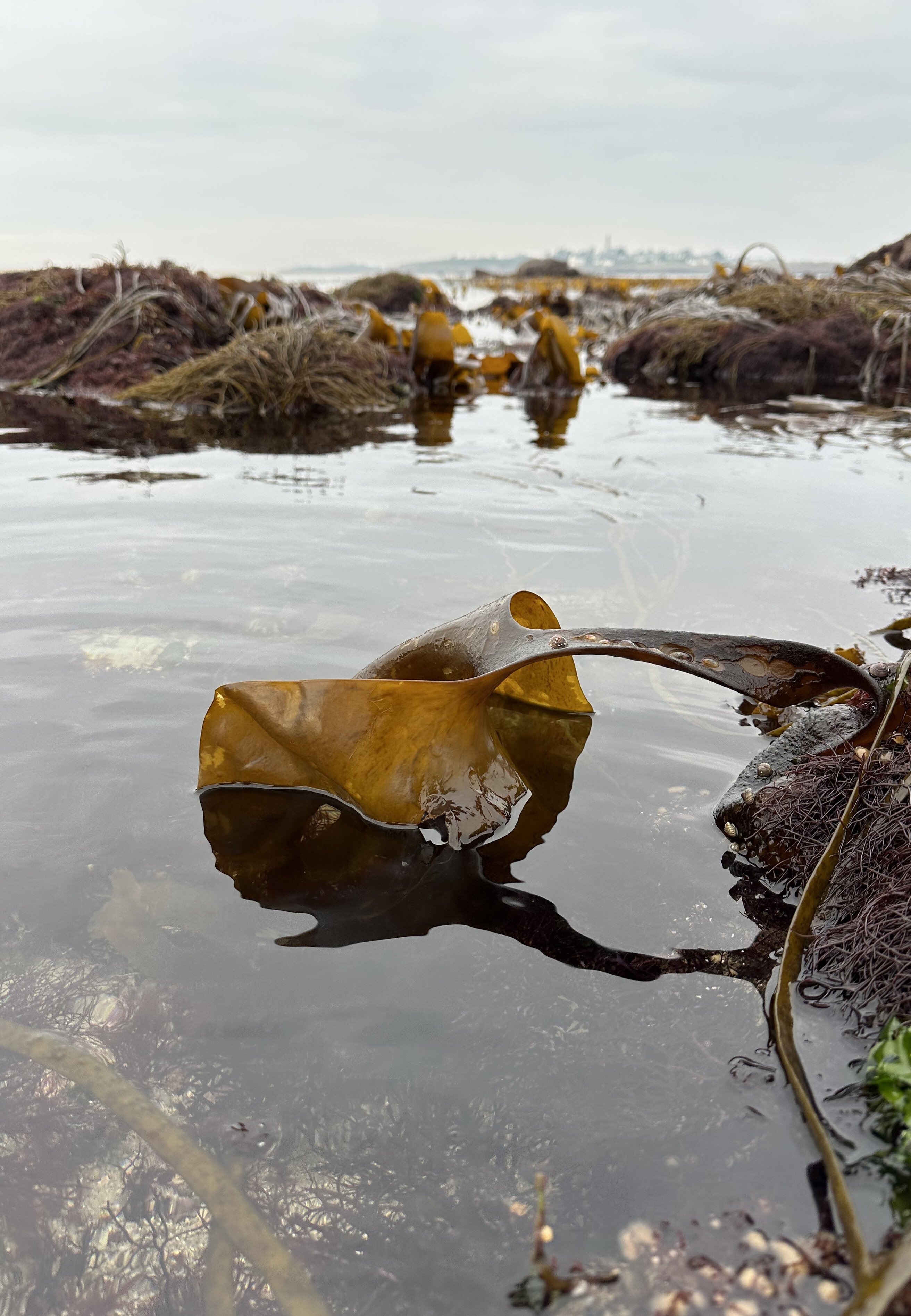 Бактерії в кишківнику та океані пов'язані з вуглецевим циклом 🌊