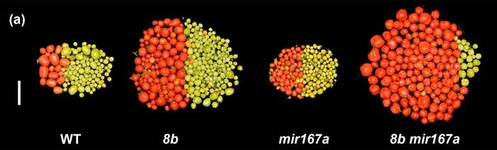Comparative photo showing gene-edited tomato plants producing abundant red fruit alongside unmodified control plants under cold stress.