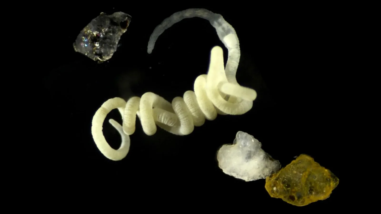 The two-centimeter gutless marine worm Olavius algarvensis resting next to sand grains, showcasing its white skin packed with bacterial symbionts.