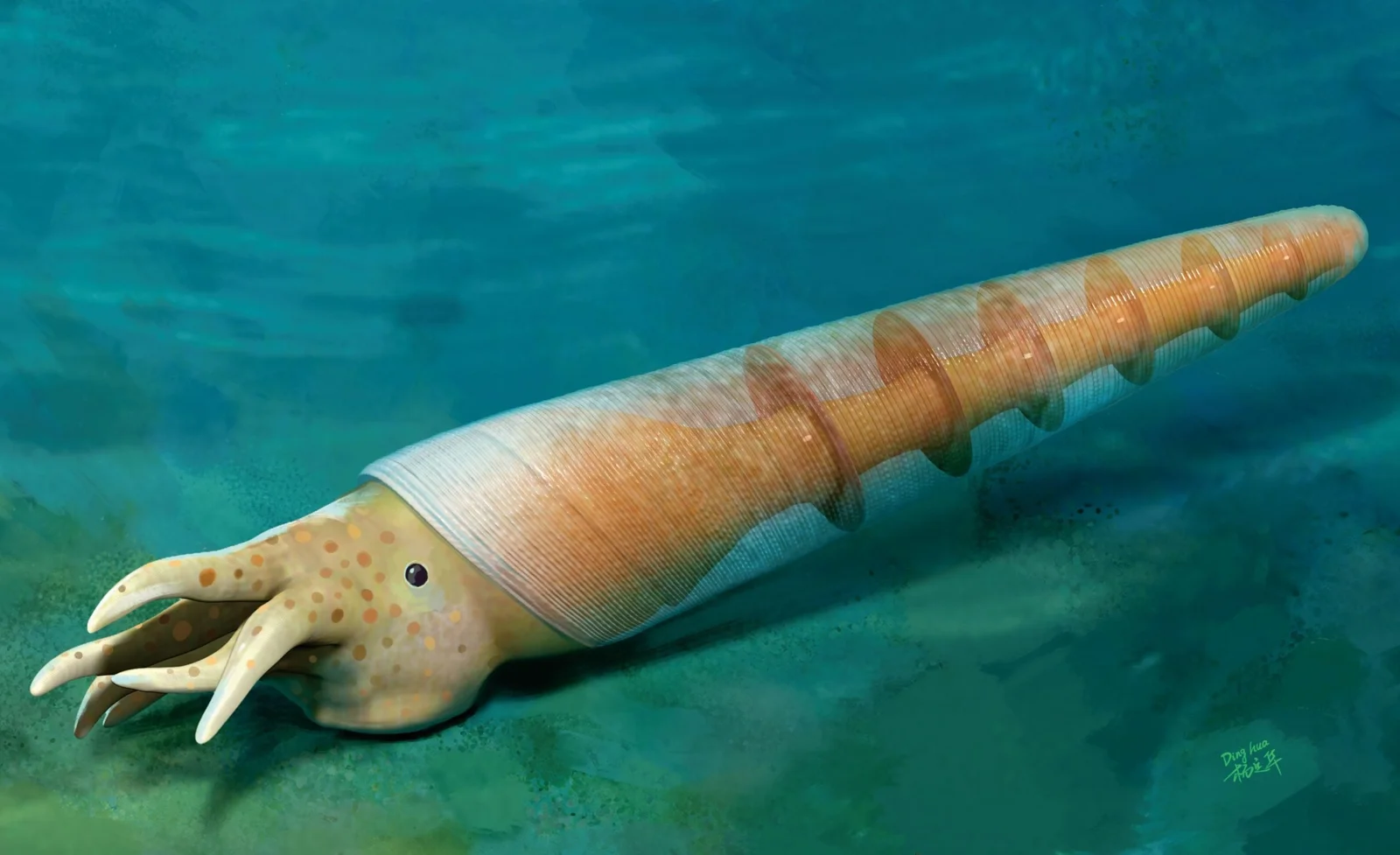 Hypothesized life reconstruction of Eoceras shaanxiense, an early Cambrian cephalopod floating near the ocean floor