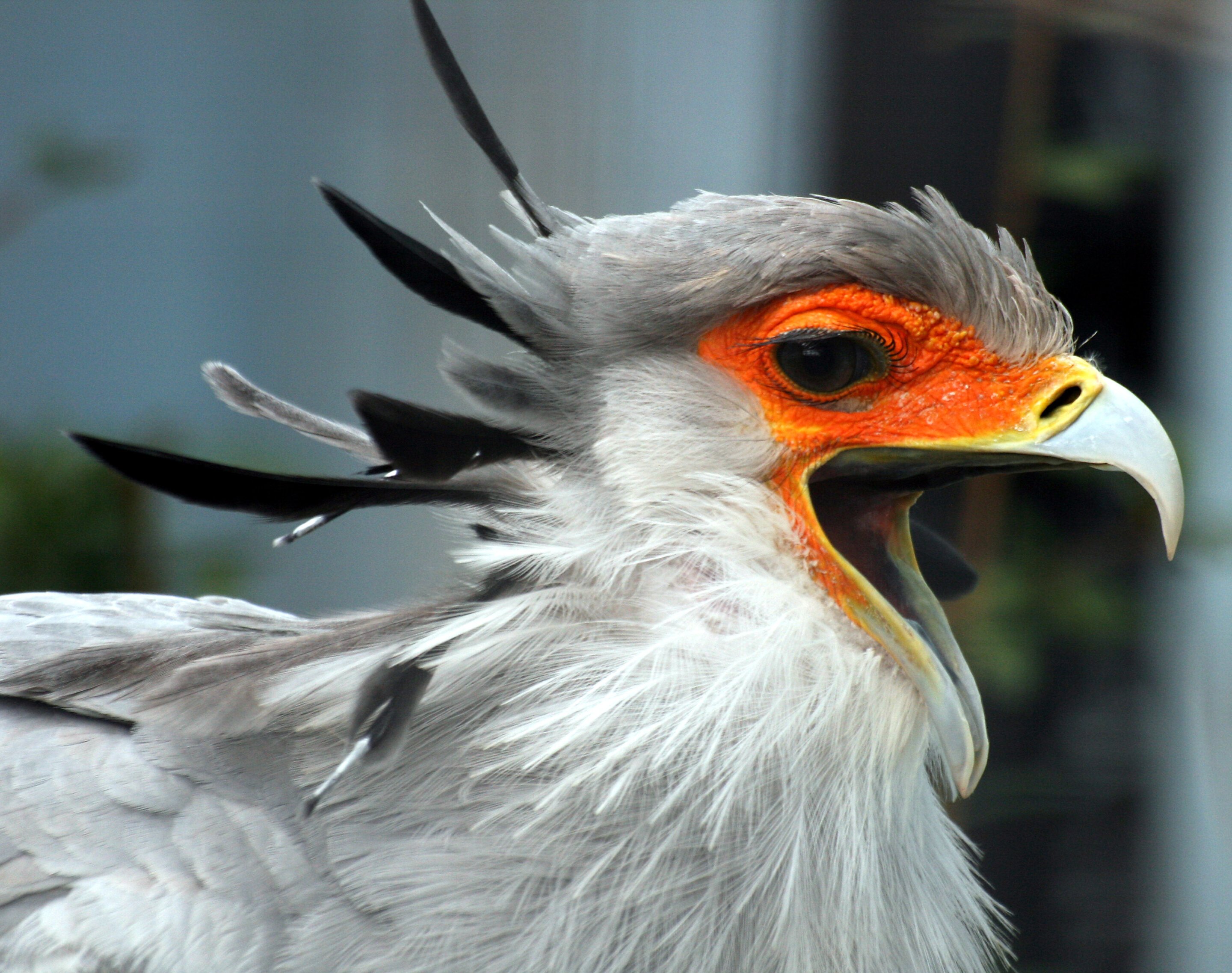 Птахи-хижаки Південної Африки у небезпеці 🦅