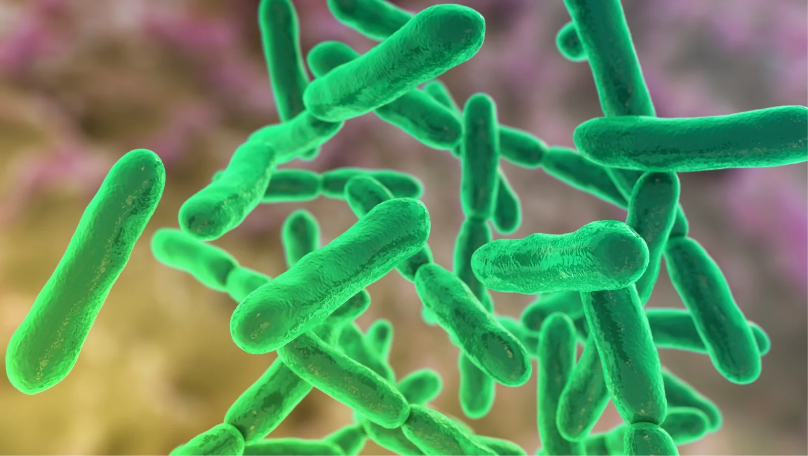 Мікроскопічне зображення пробіотичних бактерій Bifidobacterium у кишечнику